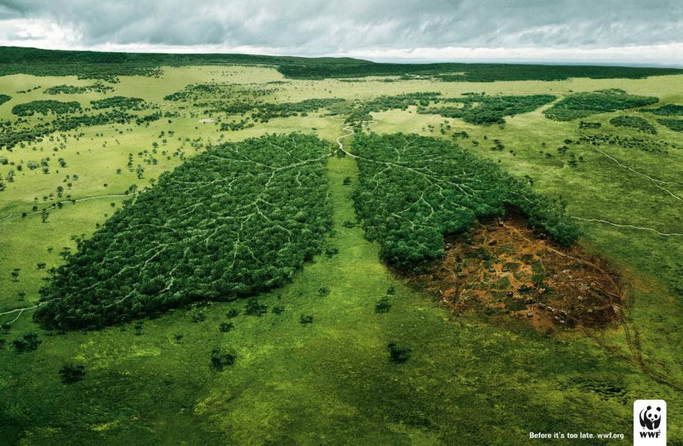 Cambio climático y árboles - Belloch Forestal